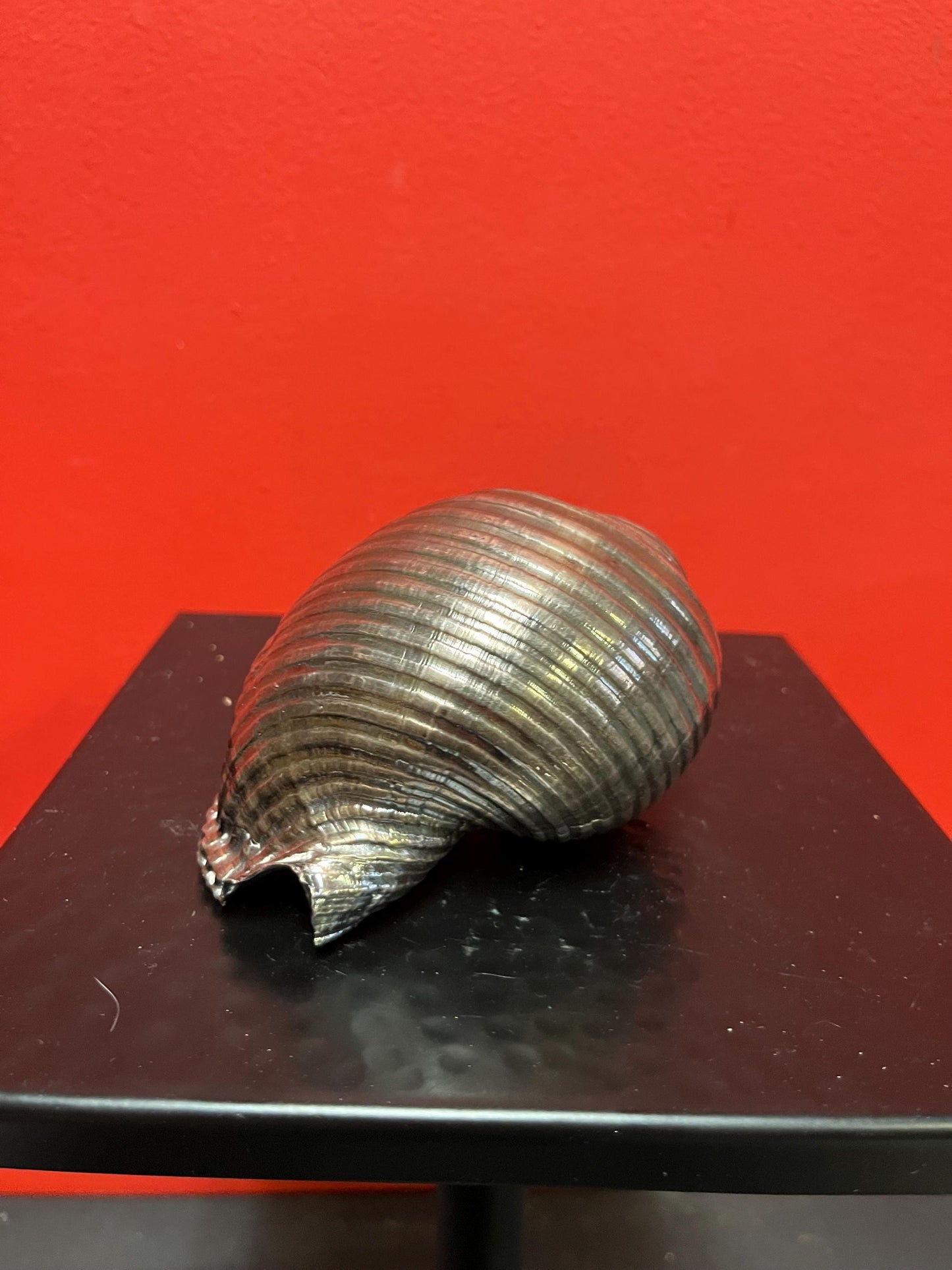 Beautiful 5 inch long Italian signed silver covered  shell