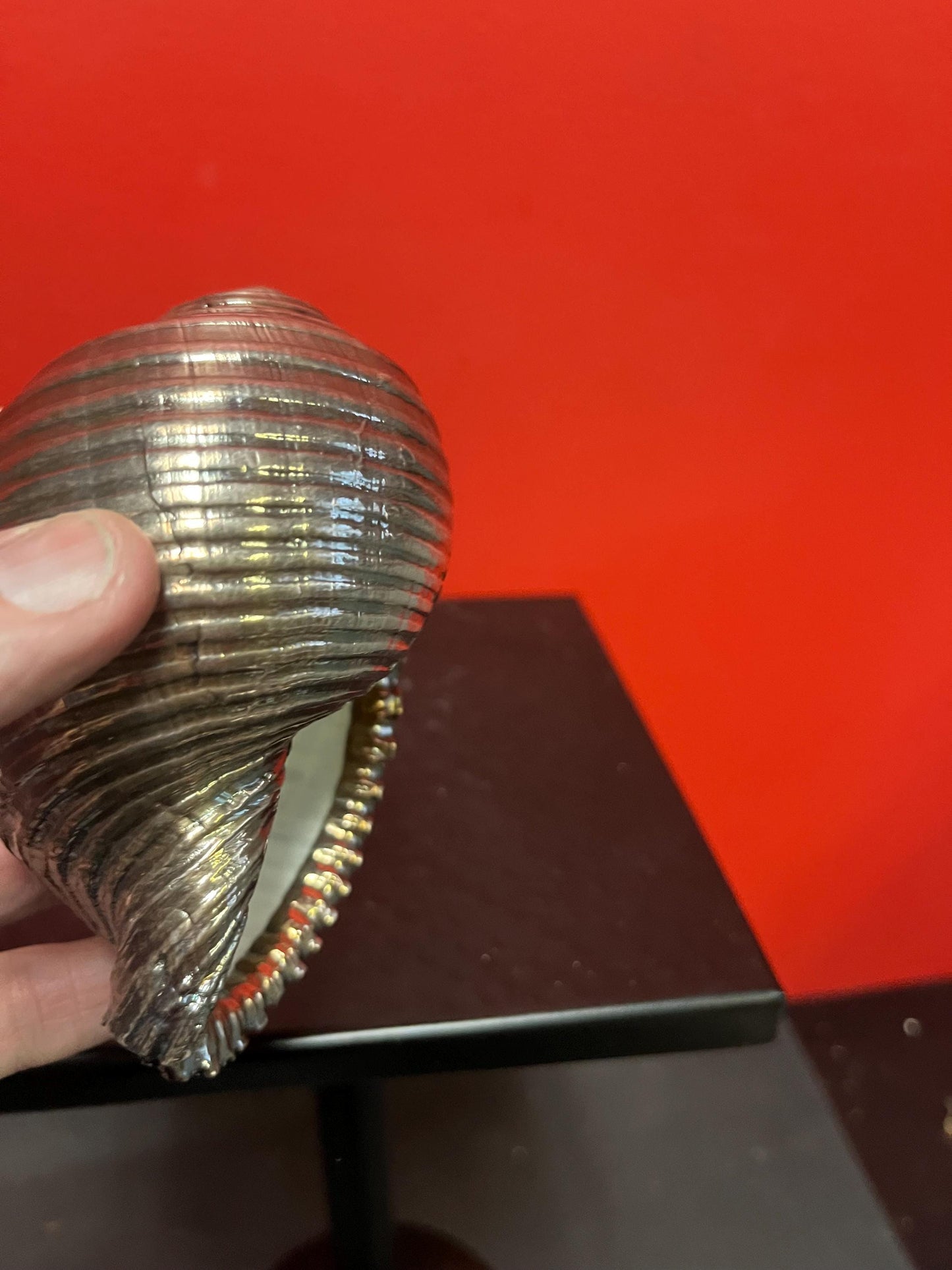 Beautiful 5 inch long Italian signed silver covered  shell